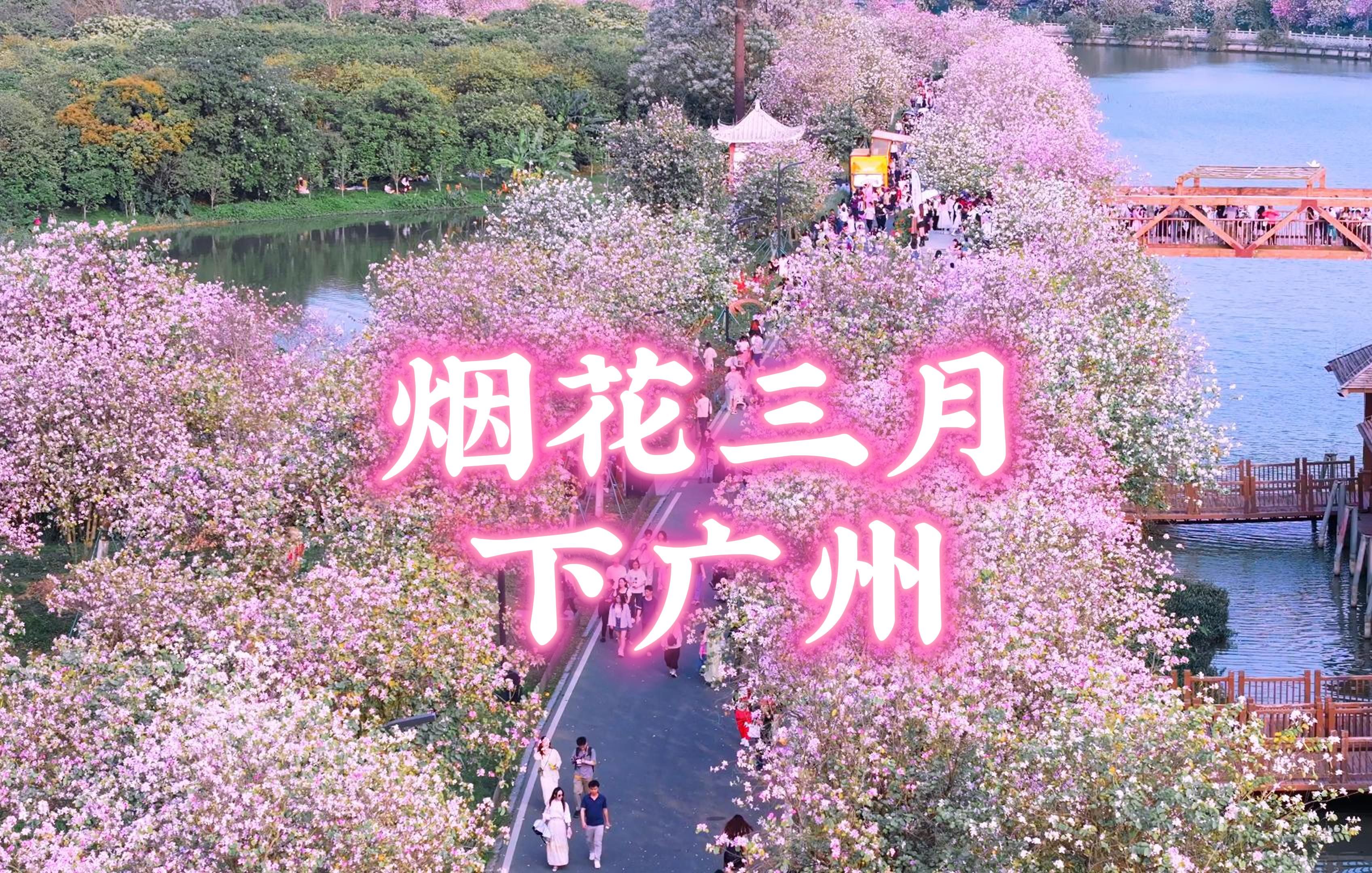 烟花三月下广州！昨天下午今年广州的紫荆花终于迎来了真正的盛花期，美如童话！