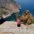 猴子抢走游客可乐，刚打开瓶盖意外就发生了，叫你手贱！