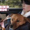 20250316 粉(嫩)包营业啦