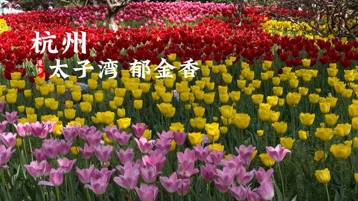 [杜比世界] “杭州”太子湾公园郁金花盛开 无需滤镜的调色盘丨沉浸式 云旅游 Citywalk|