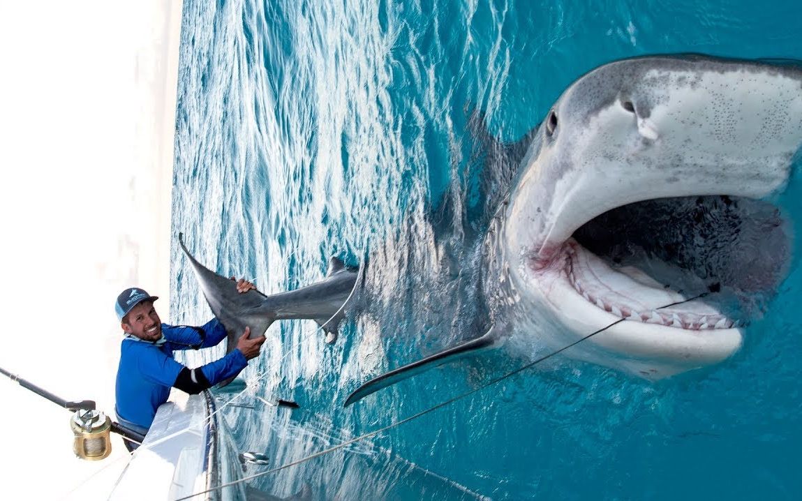 【波塞冬字幕组】成功钓到1000磅大虎鲨！！！巴哈马深海海域