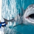 【波塞冬字幕组】成功钓到1000磅大虎鲨！！！巴哈马深海海域