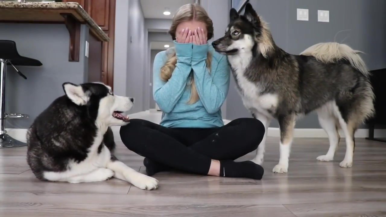 帅狗狗日常哭泣恶作剧测测我狗狗的反应mymountainhusky