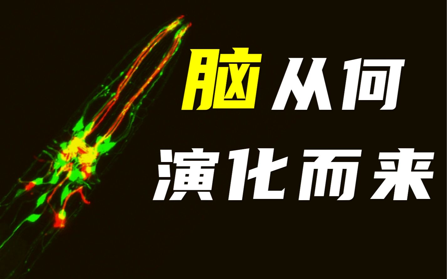 【鬼谷说】神经演化（其二）：混沌一念心智开