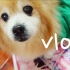 VLOG 86 | 狗狗生活日常VLOG | 记录VLOG | 老年犬的两天 | 宠物VLOG