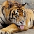 怎么会有老虎这样睡觉哦(´･_･`)