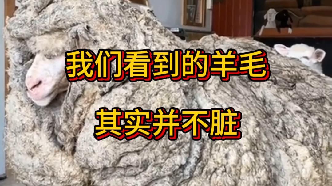 我们看到的羊毛其实并不脏！