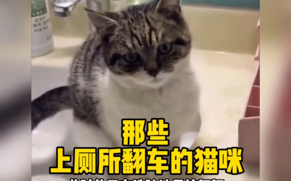 那些上厕所翻车的猫咪，来看看哪只最搞笑？
