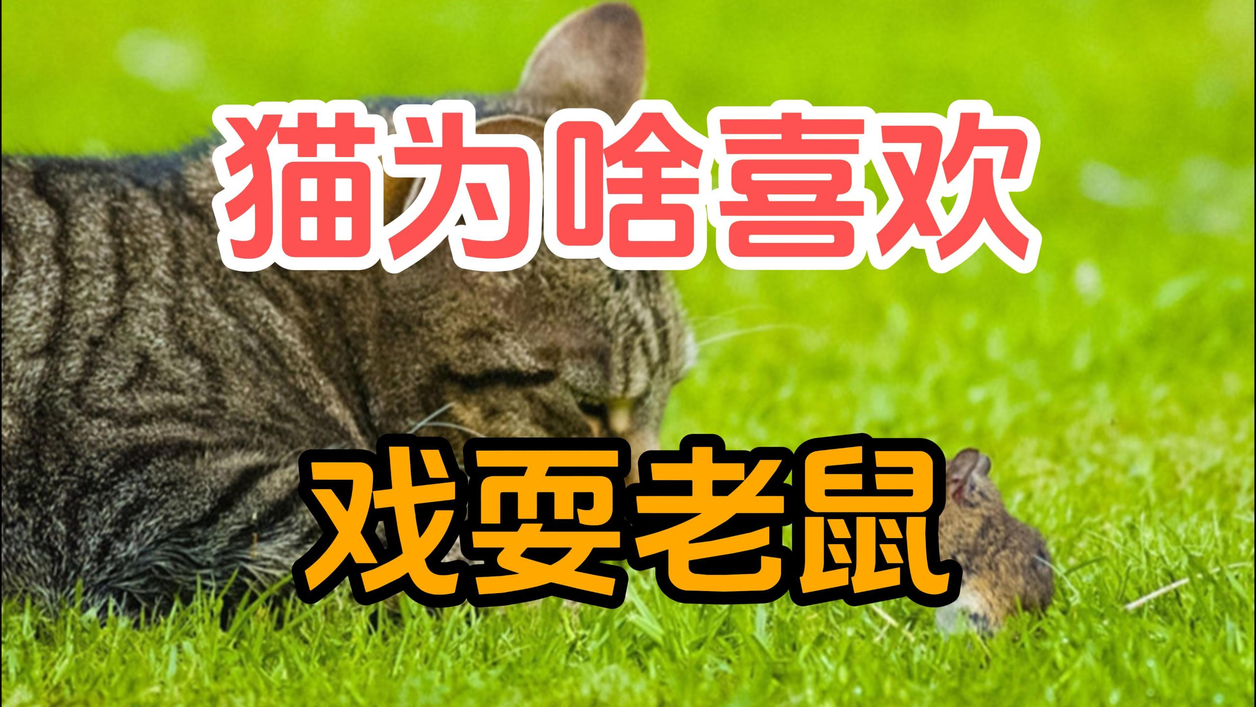 猫为什么喜欢把老鼠玩到半死不活才吃，直接吃掉不是省体力么？