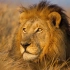 非洲各种动物的日常5k超清视频 美到窒息