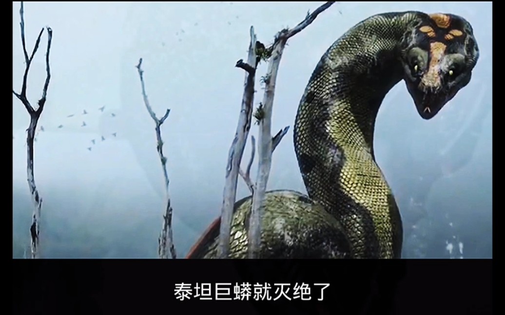 史上最大的蛇，泰坦巨蟒