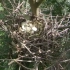 环境改变鸟的习性也在变化，没想到中型猛禽会在这种小树上做窝！