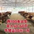 养牛致富:养100多头牛，每年纯收入有40万到60万，牛犊卖30元一斤