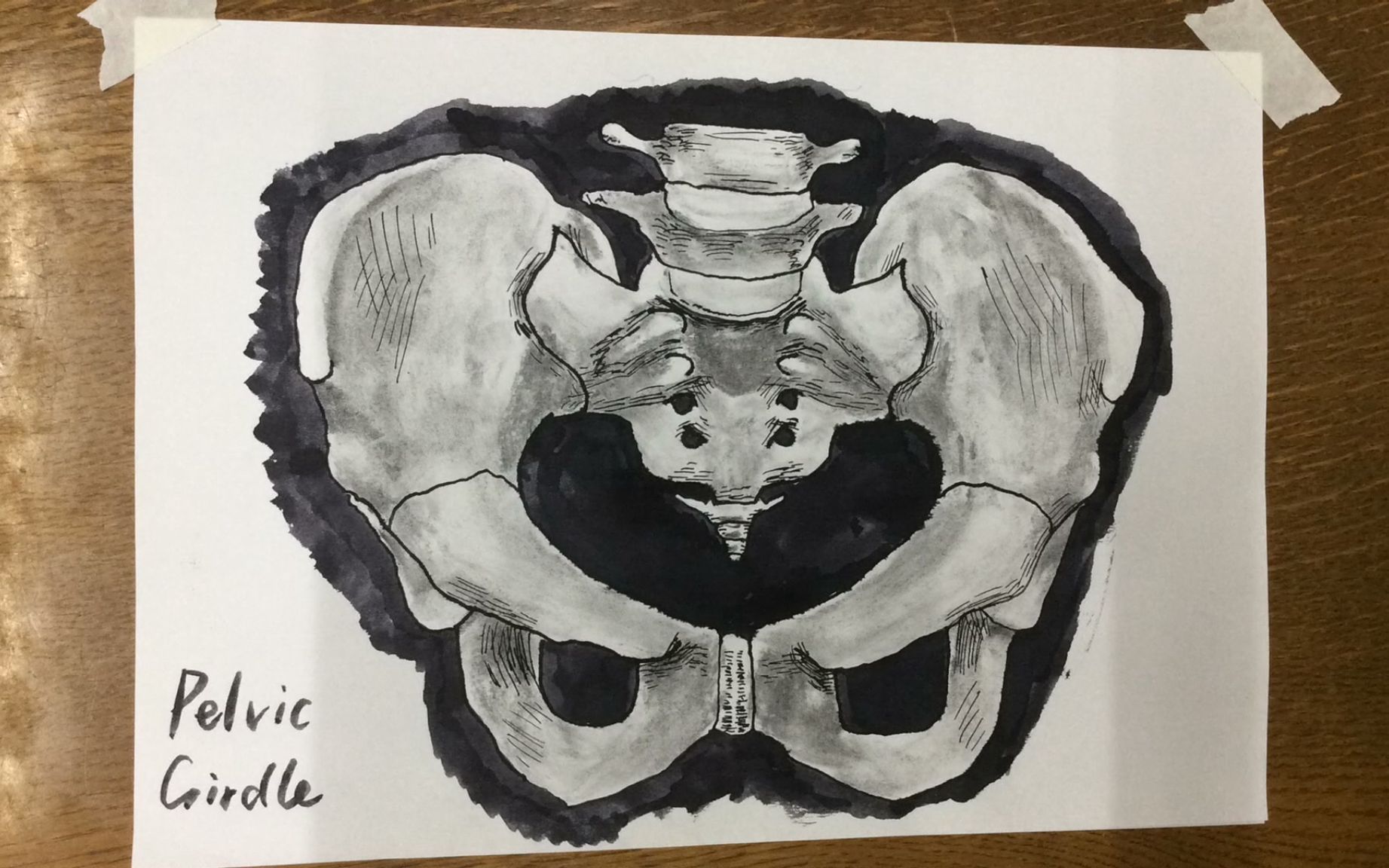 pelvic girdle,pectoral girdle pelvic girdle_哔哩哔哩_bilibili