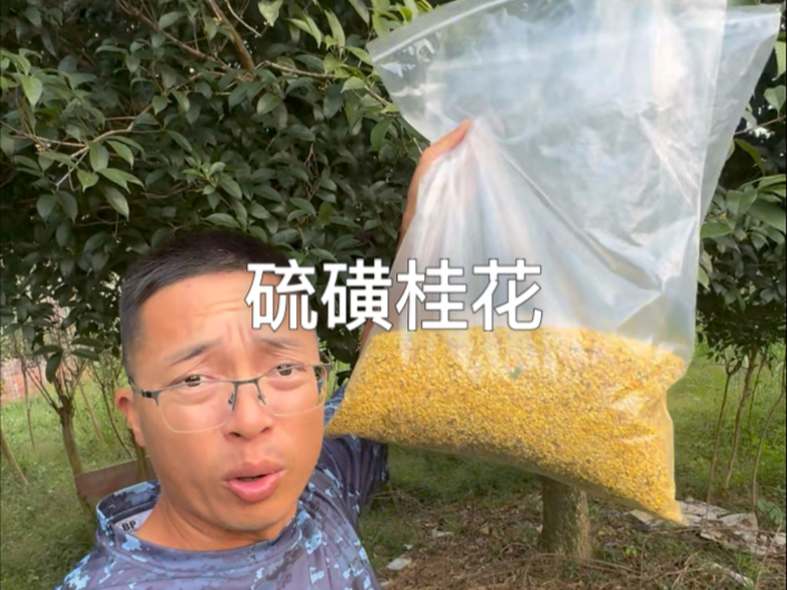 硫磺桂花揭秘，这个你敢吃不？