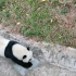 大熊猫散步