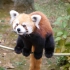小熊猫平衡能力有多强？杭杭