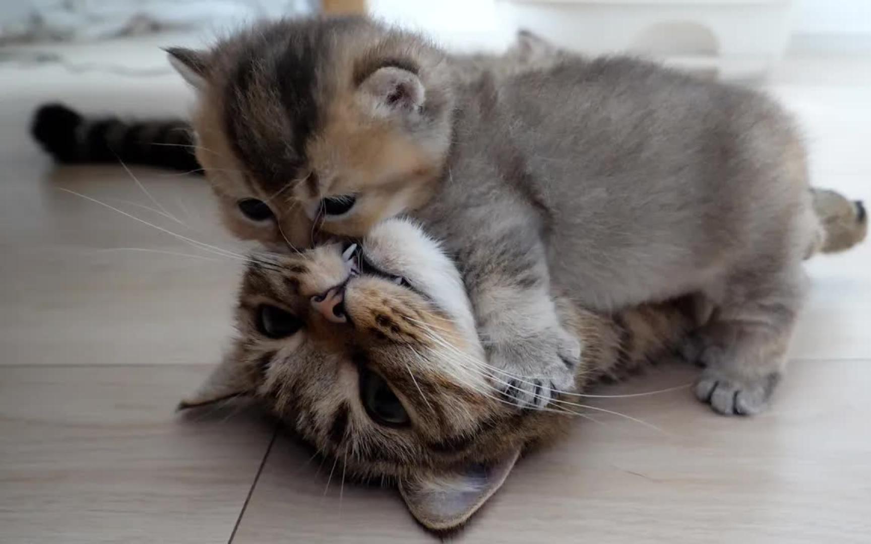 小猫太爱猫妈妈了