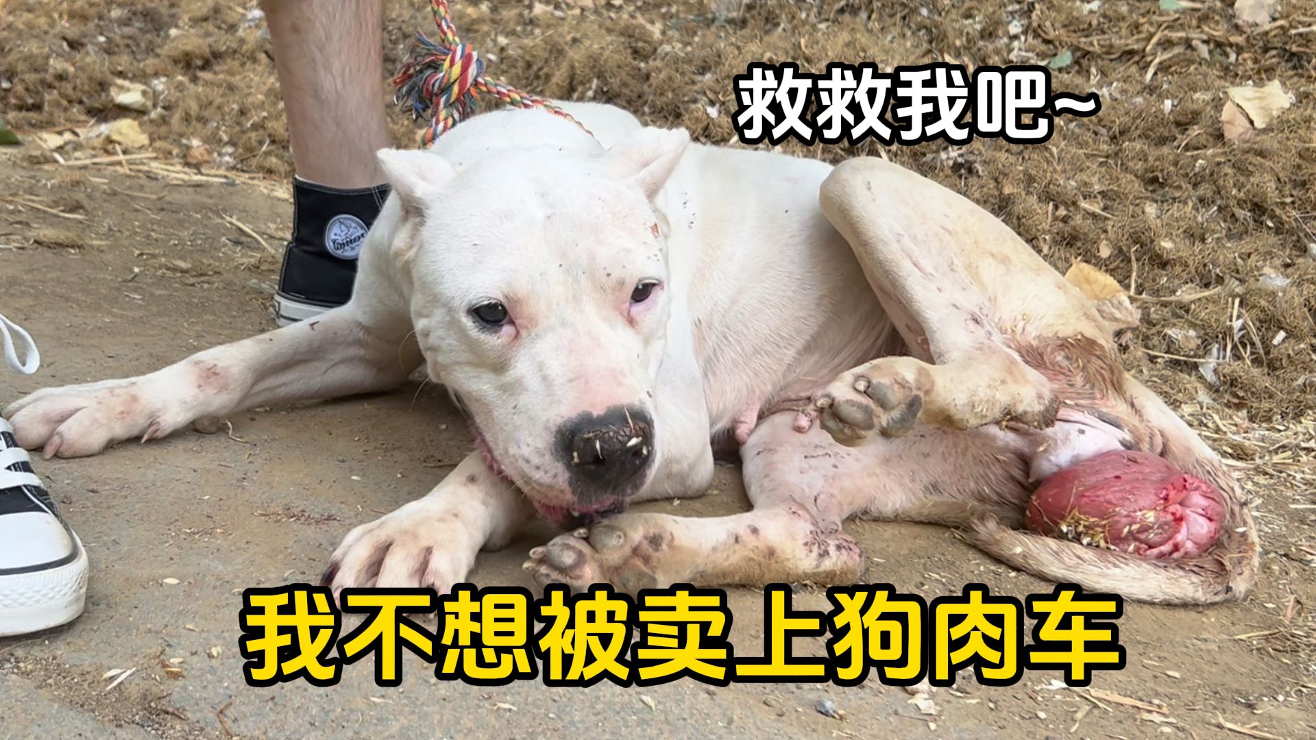 子宫脱落的杜高繁殖犬，被狠心送上狗肉车，获救17天后变化惊人