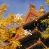 「记录北京的秋天」索尼A7M3丨旅行升格短片丨 HLG直出微调丨随拍丨120P 100M