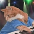 猫咪弹钢琴