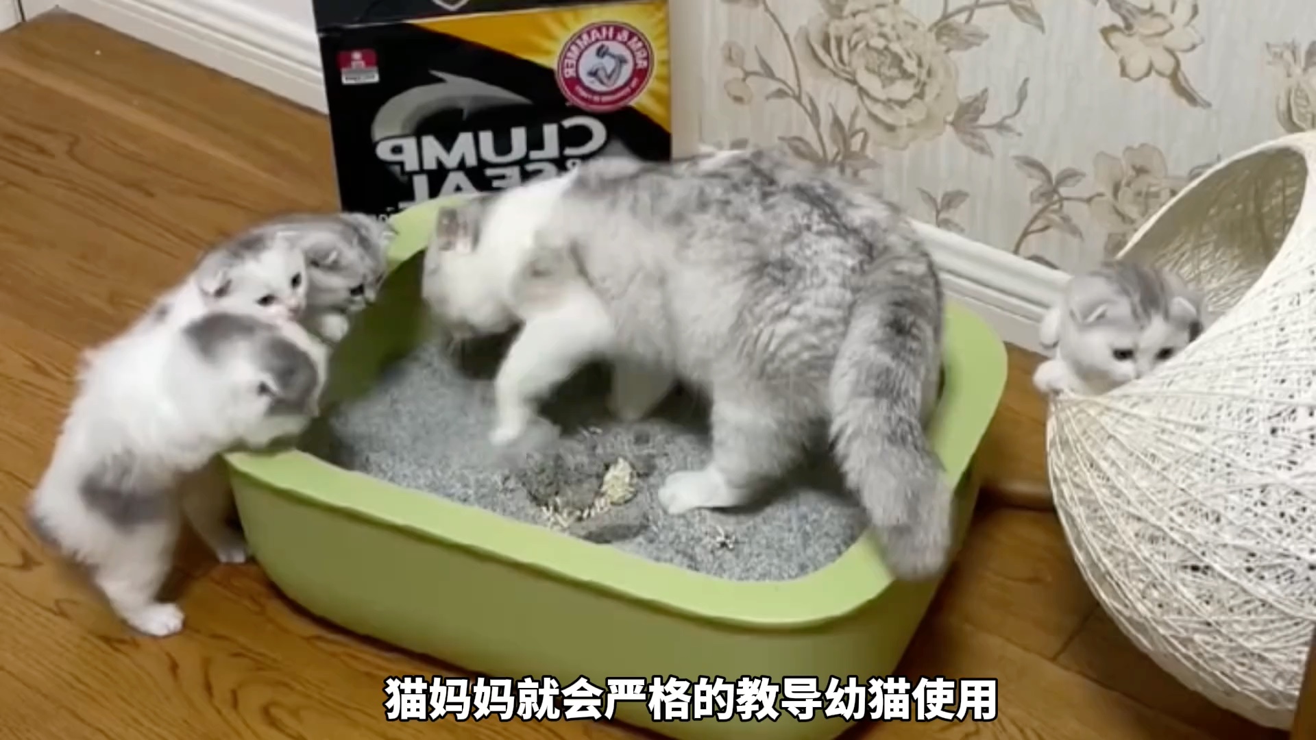 猫咪为什么会用猫砂，你知道吗？