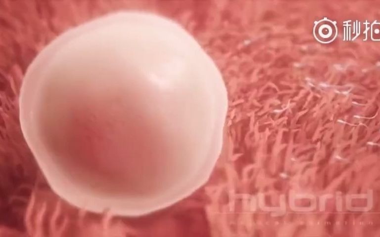 3D动画演示“排卵与月经”