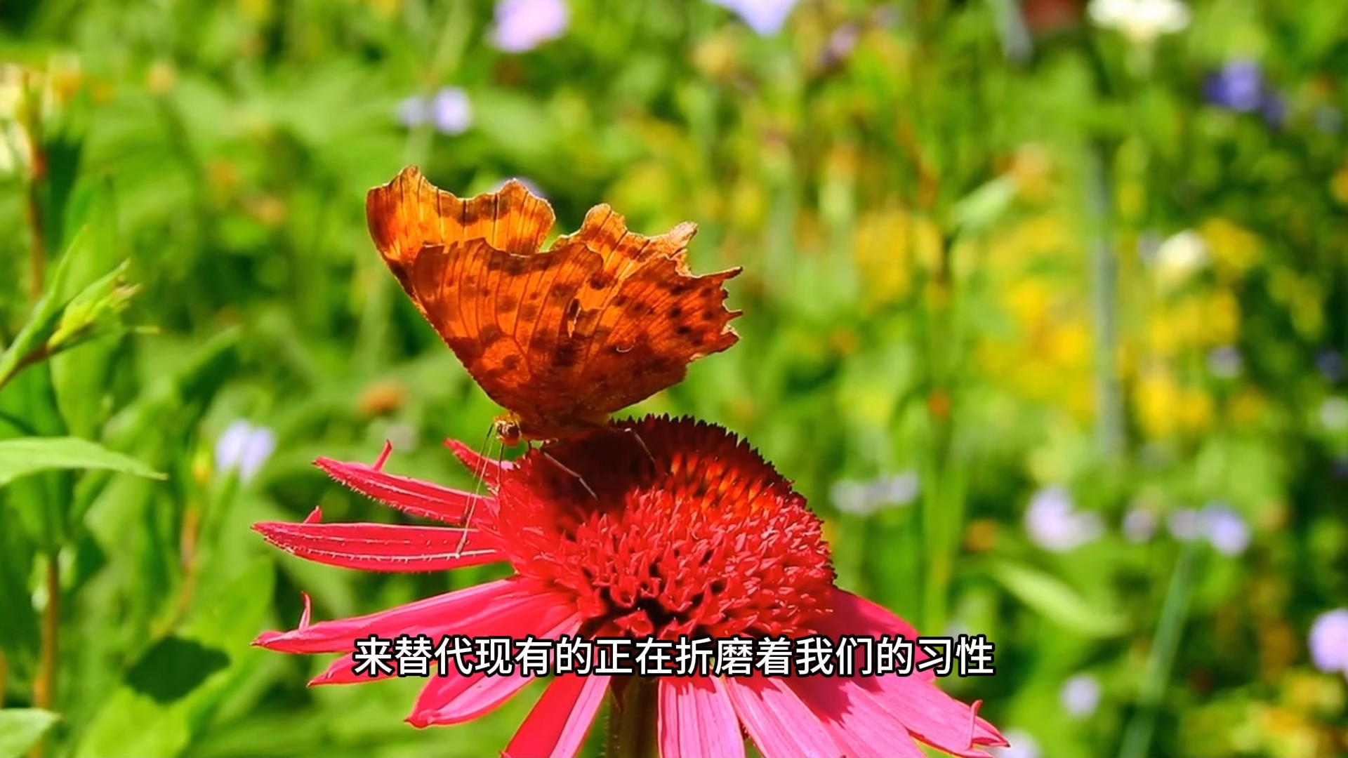 如何打破顽固习性对我们的控制？四个步骤，帮你成为全新而又美好的自己！