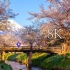【8K风景】富士山忍野八海樱花绝景