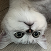 猫猫日常 猫猫是世界上最可爱的生物！！猫猫大王万岁