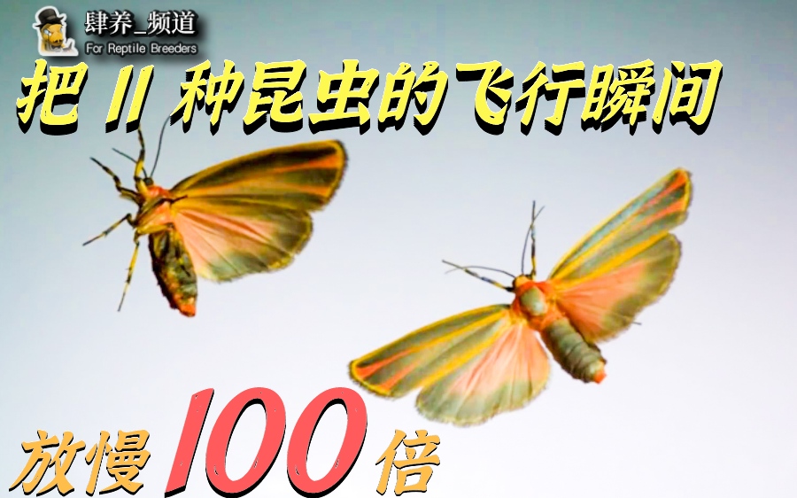 【肆养_频道】把 11 种昆虫的飞行瞬间放慢 100 倍！解密振翅飞行的奥秘
