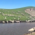 呼伦贝尔草原牧羊