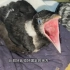 7天前遇到的营养不良腿部畸形的小乌鸦，骨头开始定型了！