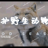 世界野生动物保护日，你知道吗？这些野生动物需要你的保护