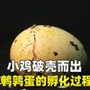 鹌鹑蛋的孵化过程 一只雏鸡如何破壳而出