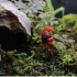 红宝石恶魔蟹的新家饲养记录，雨林缸、苔藓缸、生态缸、兰花缸、水陆缸