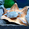 海星吃螃蟹