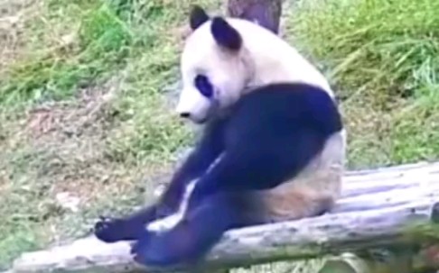 熊猫无聊的时候在玩屁帘子