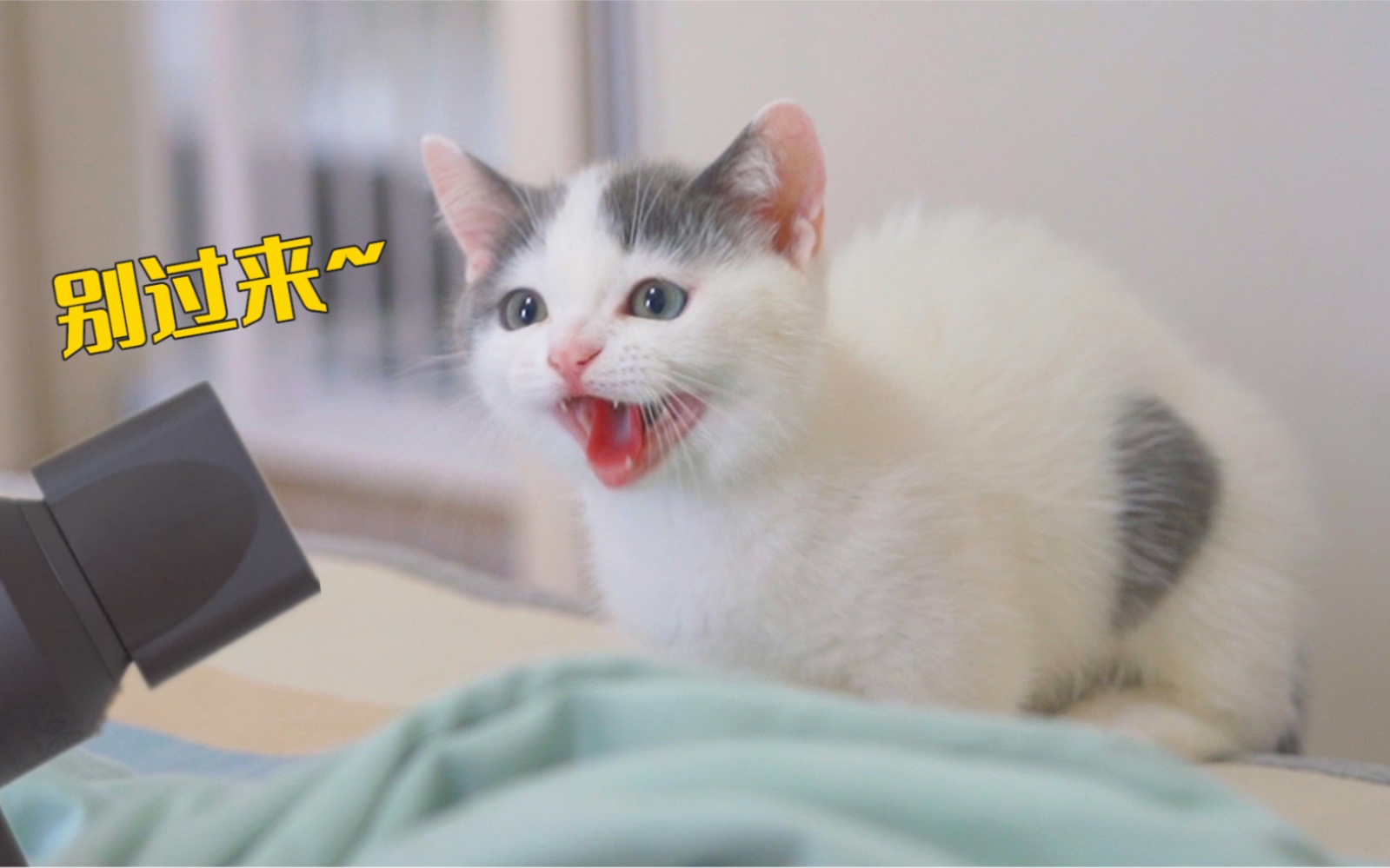 为了让小奶猫爱上洗澡，我用心良苦-萌猫宝哥哥-萌猫宝哥哥-哔哩哔哩视频