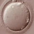 胚胎发育（23分钟）