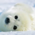 【剪辑】极地地区——格陵兰海豹……