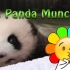 【熊猫吃竹子】The Panda Munches