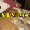 东北人训狗名场面，怼的狗狗都怀疑狗生