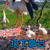 鹳妈妈看着巢穴里的幼子，突然杀心顿起，直接扔下高台