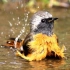13种常见鸟洗澡，你认识多少种？