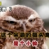 这个呆萌的猫头鹰，竟然是个小偷！——《微观世界》纪录片