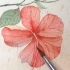 用宣纸画水彩，水彩入门花卉小教程，一朵扶桑花，自带复古风，一起画起来呀