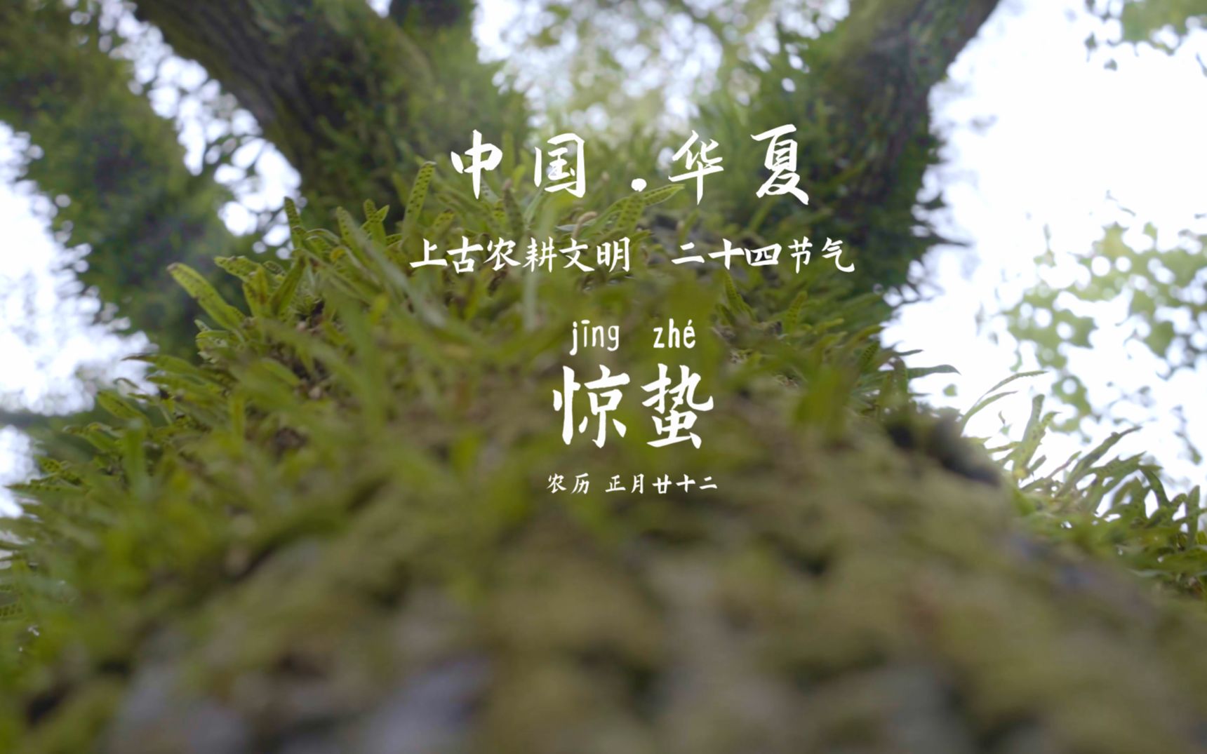 惊蛰 • 我把24节气拍成了“连续剧”～