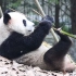 大熊猫的清晨，太悠闲了！当国宝真好，社畜实名羡慕！