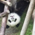 《大话熊猫》第2季 第8话 熊猫麻麻专业坑娃20年！